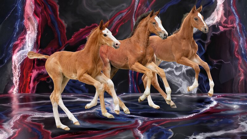 Elite Foal Auction in Elmshorn