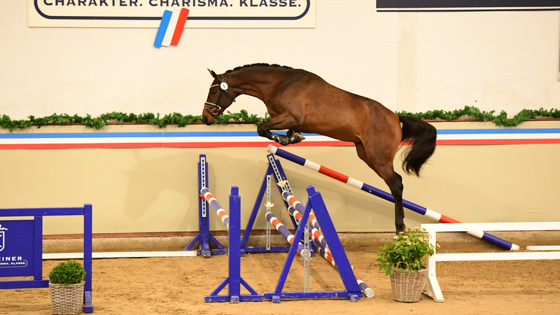 Young Stallion Licensing and Elite-Auction