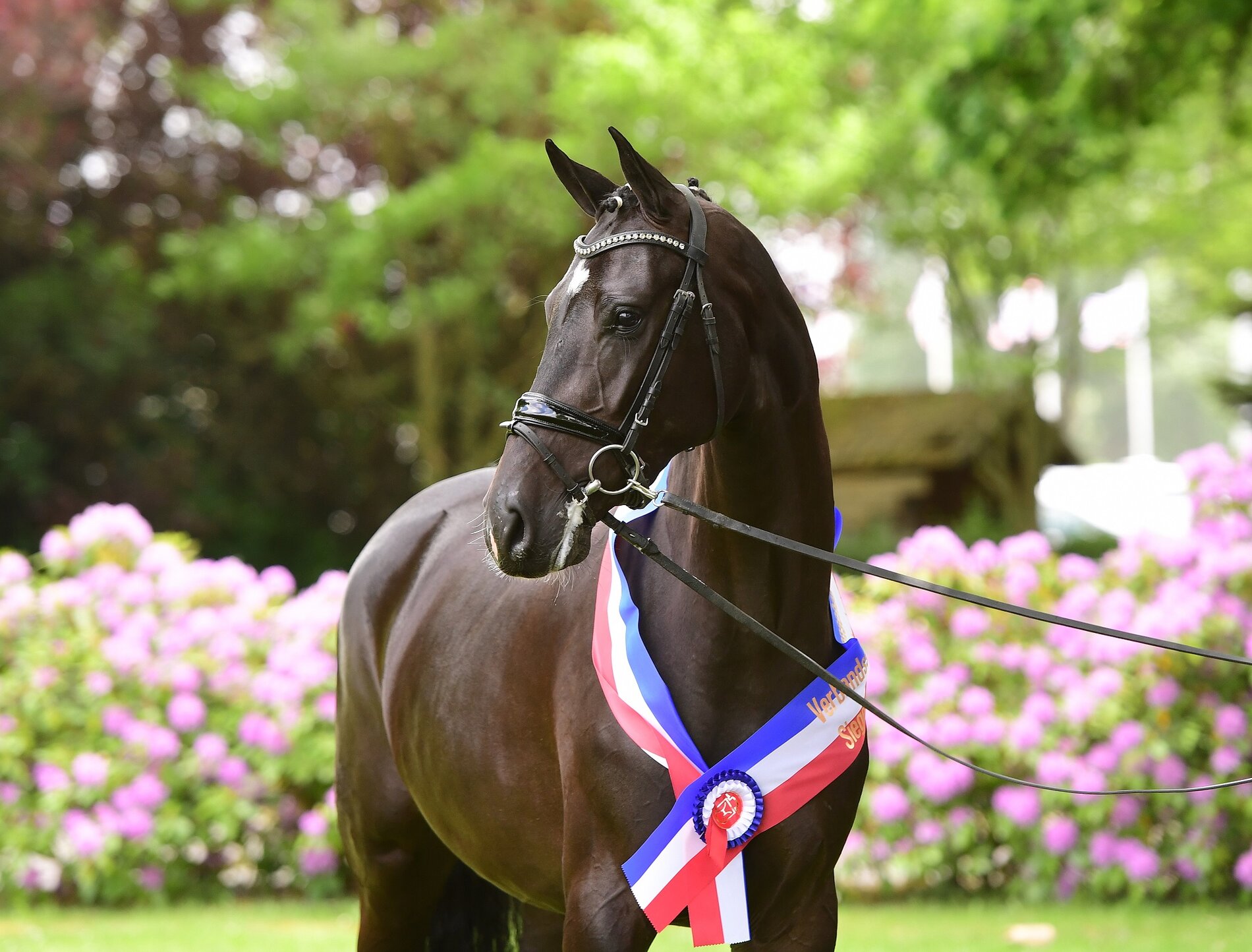 Photo Janne Bugtrup: La Perla, champion mare of the Elmshorn provincial mare show 2020