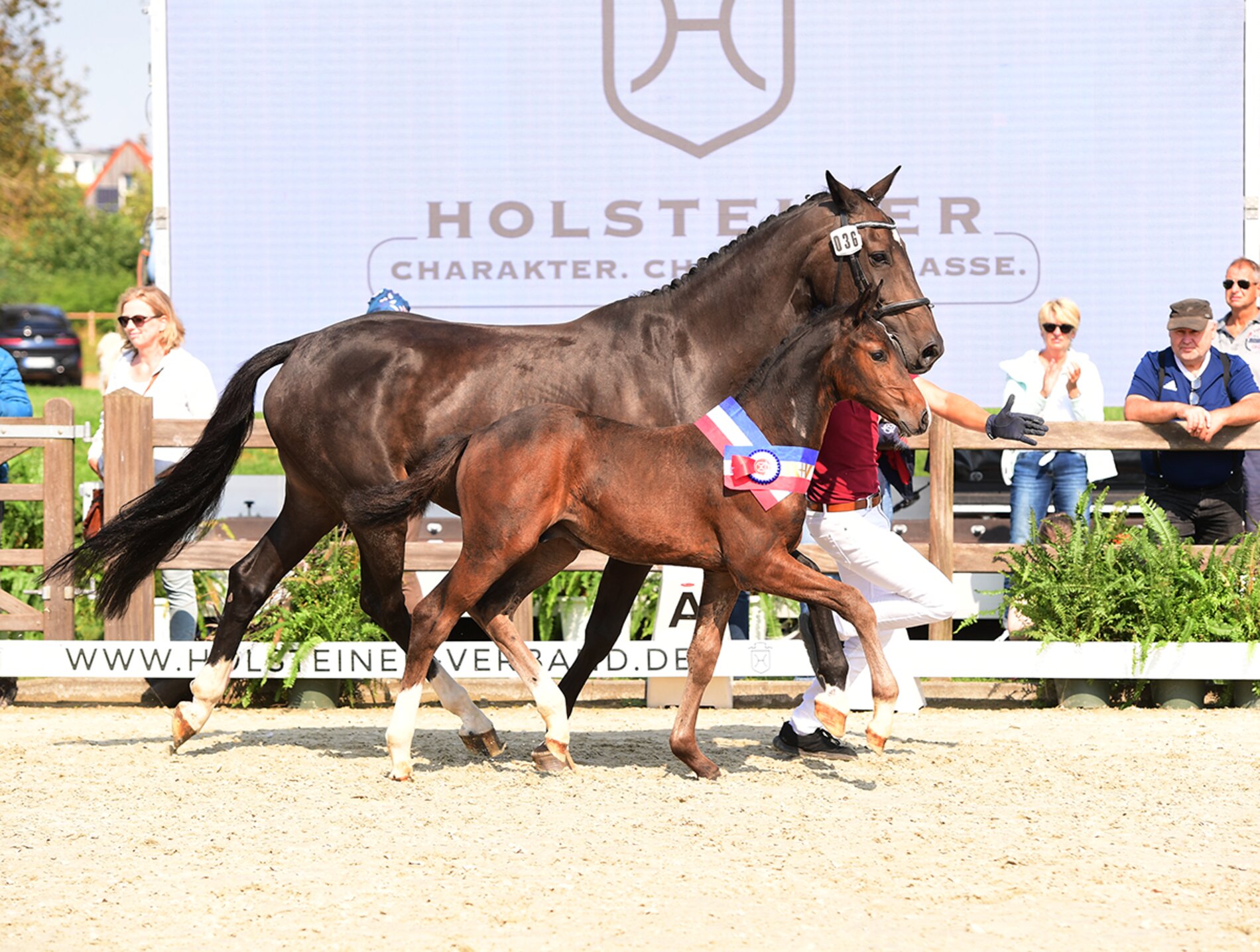 R+V Foal Championships: Winner of the colts 2024: Foal by Cahil-Clarcon (Bernd Börger, St. Michaelisdonn) (Photo: Janne Bugtrup)