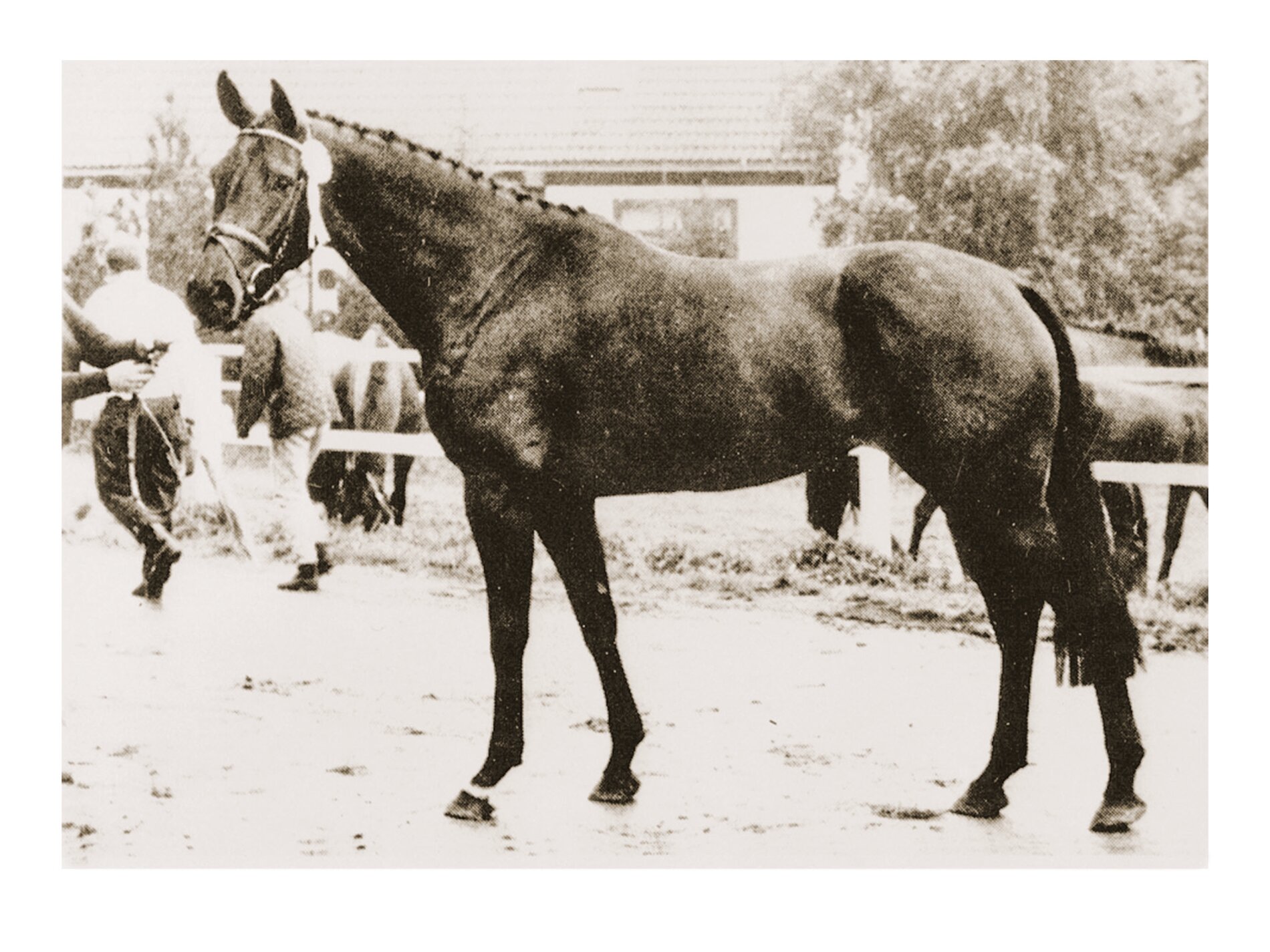 Waage I by Calypso II-Royal Wash xx (Werner Brügge, Kasseedorf)