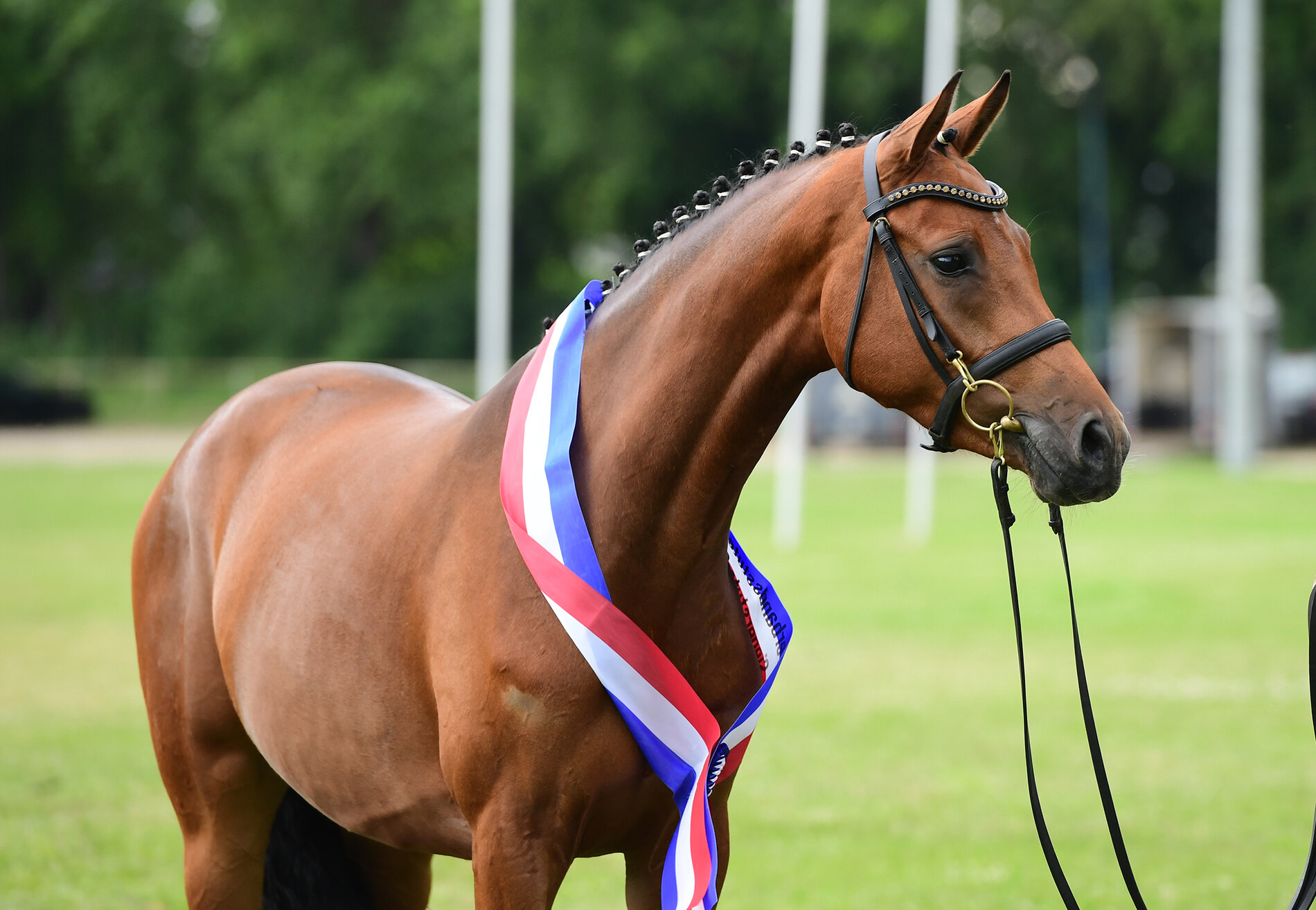 Champion (jumping bloodline) of the Verband Mare Show 2023: N-Quinta by Casall - Corofino I, breeder and owner: Günther Fielmann, Schierensee (photo: Janne Bugtrup)