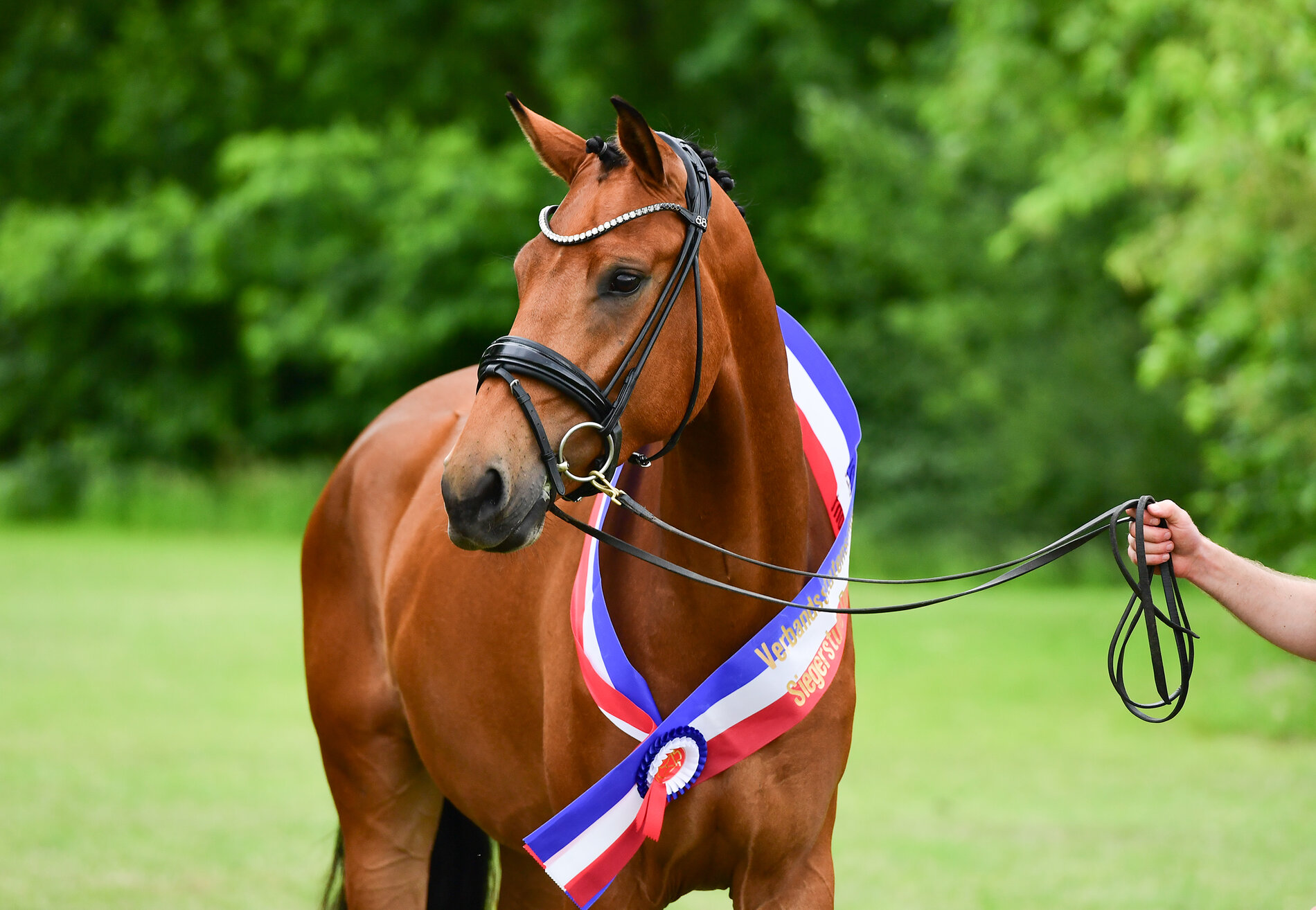 Champion (dressage bloodline) of the Verband Mare Show 2023: Mein ganzes Herz WK by Escolar - Aljano, breeder and owner: Wenke Kraus, Loccum (photo: Janne Bugtrup)