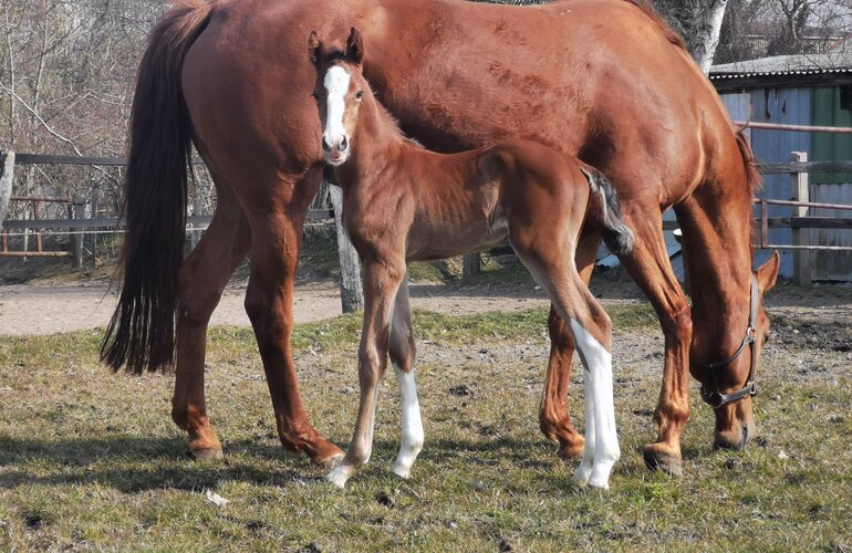 Hengstfohlen v. Corfu de la Vie x Chin Champ x Corrado II Hengstfohlen v. Corfu de la Vie x Chin Champ x Corrado II