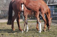 Hengstfohlen v. Corfu de la Vie x Chin Champ x Corrado II Hengstfohlen v. Corfu de la Vie x Chin Champ x Corrado II