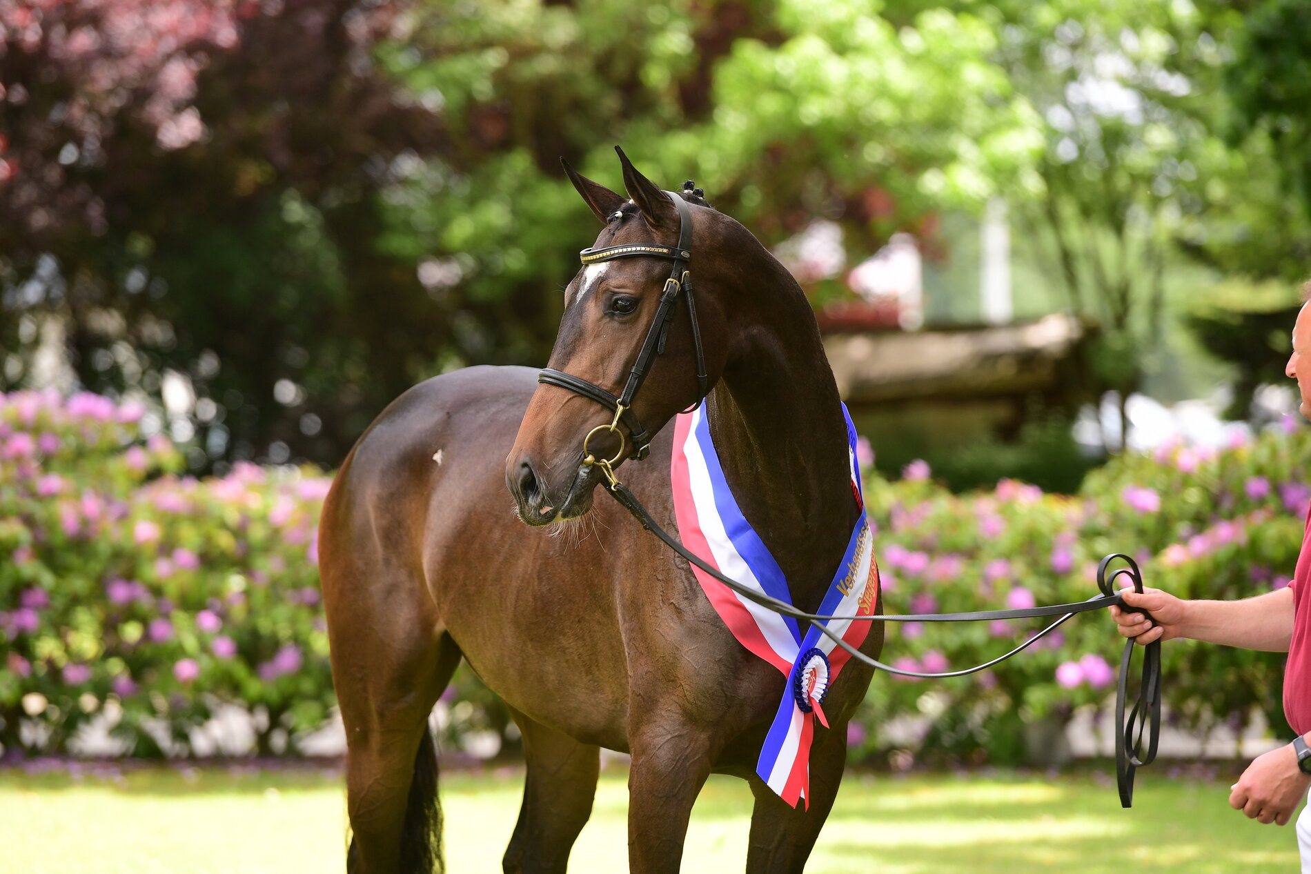 Champion of the Verband Mare Show 2022: Melypsa by  Barcley - Armand xx (St.223B), breeder and owner: Sönke Eggers, Struvenhütten (photo: Janne Bugtrup)