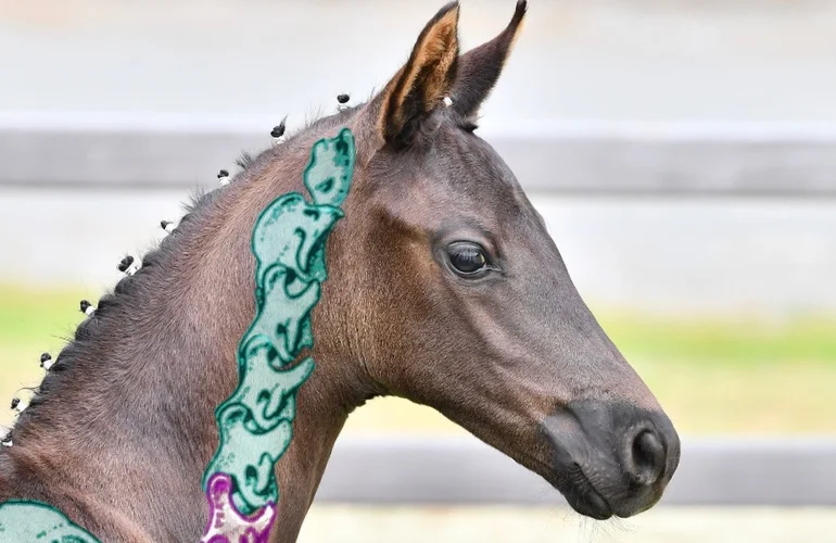 Studie zur Pferdegesundheit: Equine Complex Vertebral Malformation ...