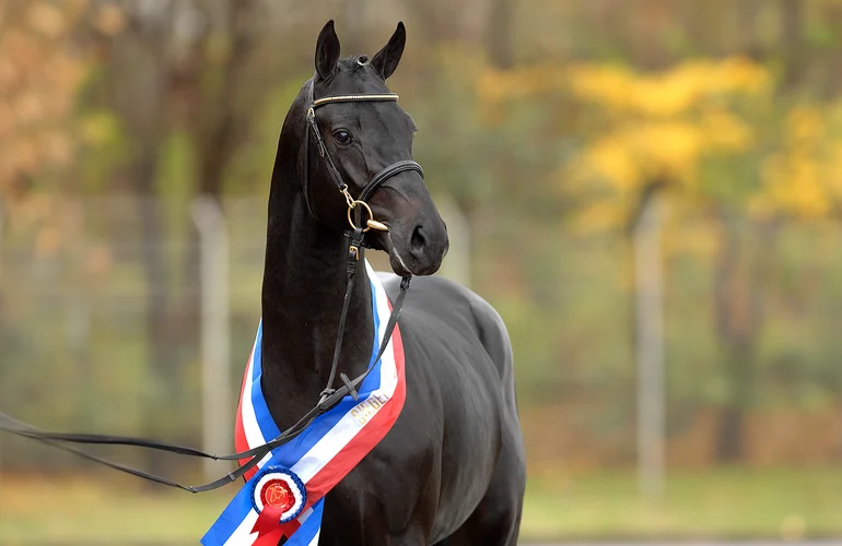 Diarado zum Vierten – er führt erneut das WBFSH-Ranking für ...