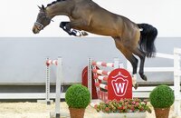 Preisspitze in Westfalen, Hengst v. Del Arko-Lancer III