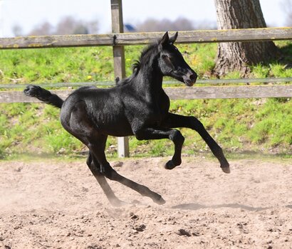 Fohlen v. Cardentos - Cornet Obolensky