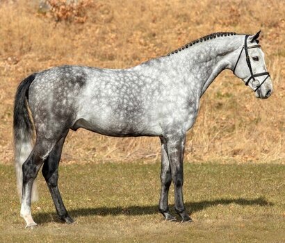 Gekörter Hengst Million's Grey v. Million Dollar-Colman | © equipe.de
